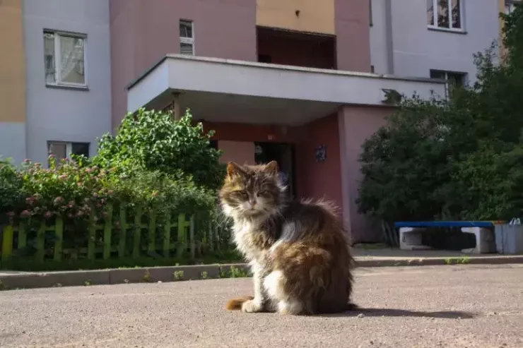 Yolunuzdan keçən pişik:   hansı  şans,  hansı  bəla   gətirir