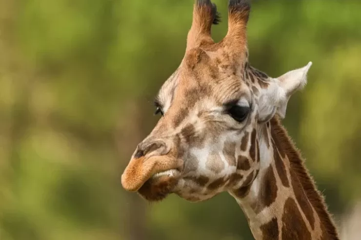 Yuxuda zürafə  görmək nə deməkdir?