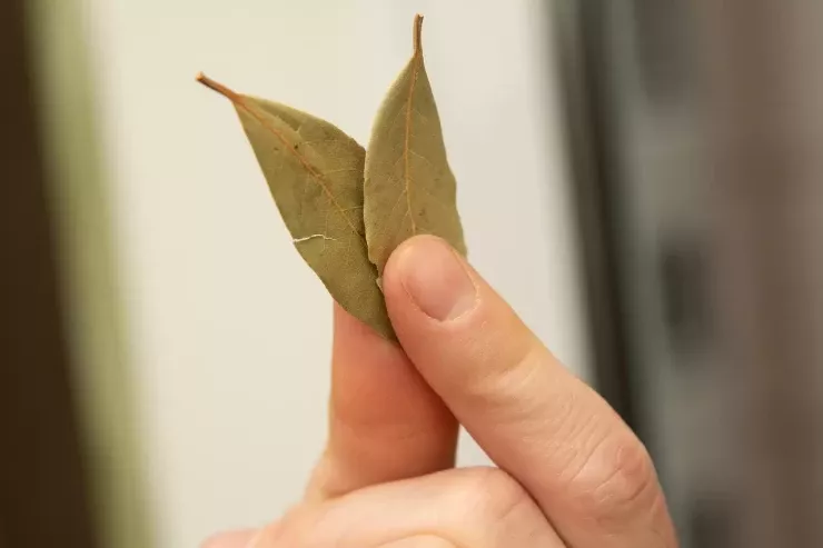 Dəfnə yarpağı sayəsində milyonlar  qazandı