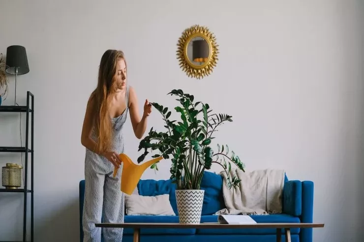 Xanımlar, diqqətli olun:  bu güllər evə təkliyi və uğursuzluğu  gətirə bilər