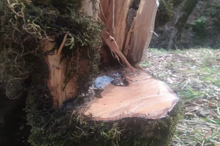 Oğuzda 15 ədəd vələs ağacını  kəsən saxlanıldı