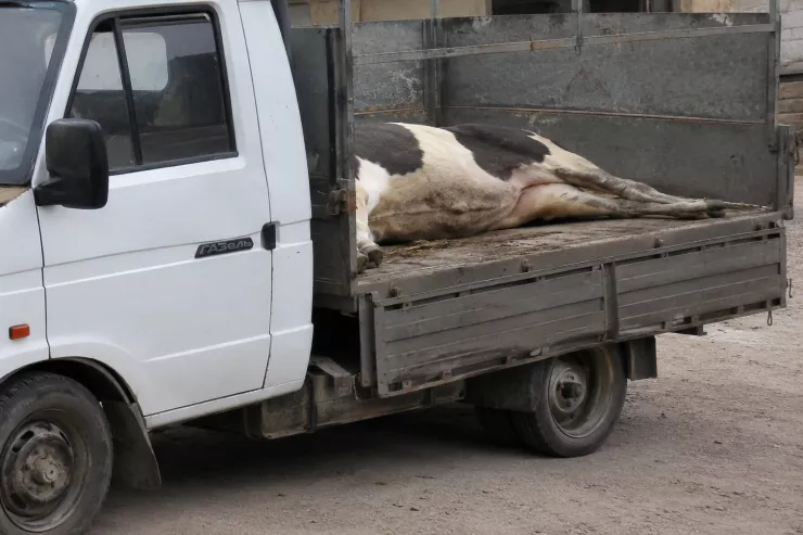 Şəmkirdə "Qazel"dən başı kəsilmiş inək  tapıldı: 2 nəfər HƏBS OLUNDU 