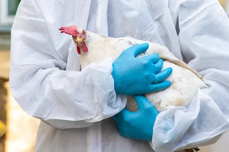 Tarixdə  ilk dəfə:   H5N1 quş qripi ev pişiyindən insana  keçdi