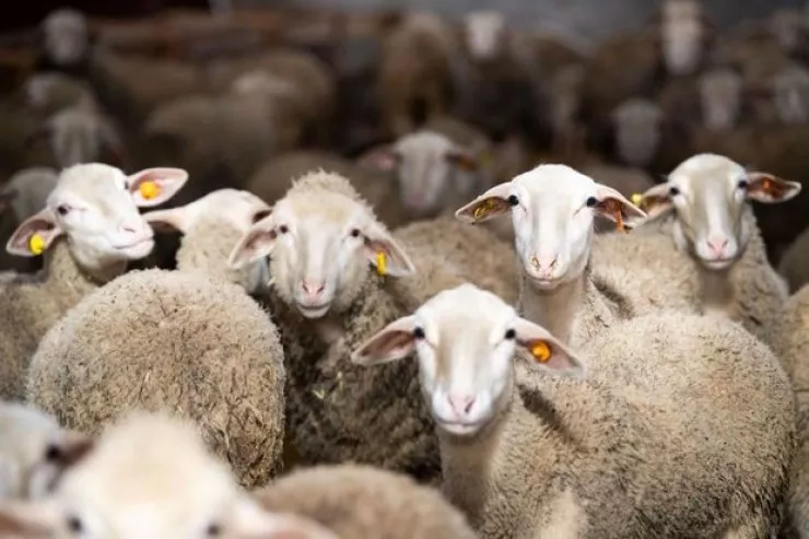 Qurban bayramı ərəfəsi ətin qiyməti qalxacaq 