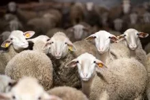 Qurban bayramı ərəfəsi ətin qiyməti qalxacaq 