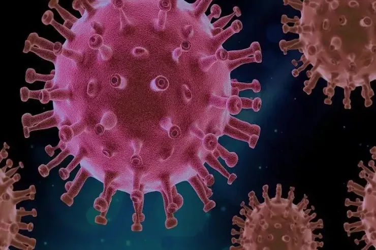 Evi təmizləyəndə çıxan toz da hantavirus  yarada bilər