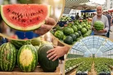 Bazara və marketlərə gəldi: Ən keyfiyyətli qarpızı  necə seçmək olar? 