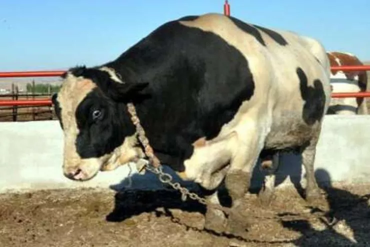 Belə qurban kəsimi  görməmişdiniz - Hamı bu VİDEODAN  danışır