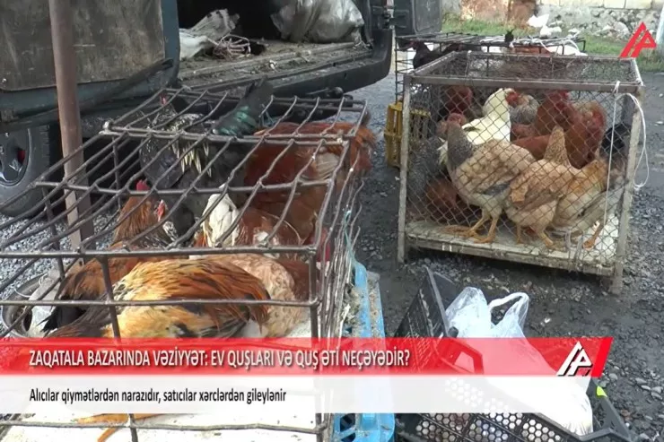Zaqatala bazarında kənd toyuğu  niyə od qiymətinədir? – REPORTAJ 