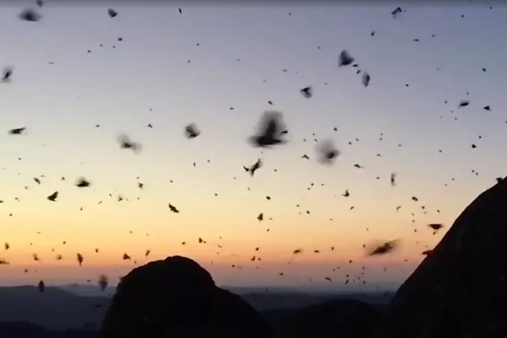 Avstraliyada milyardlarla kəpənəyə bənzər  güvə yenidən səmanı doldurur