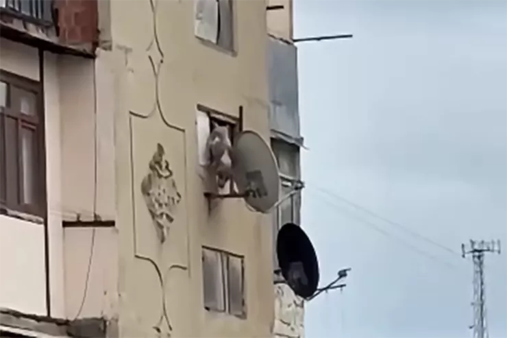 Bakıda iti binadan atan həbs edildi 
