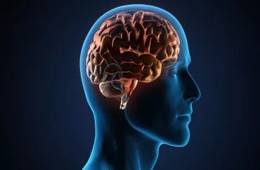 İnsanların gördüklərini beyindən oxuyan  süni intellekt hazırlandı