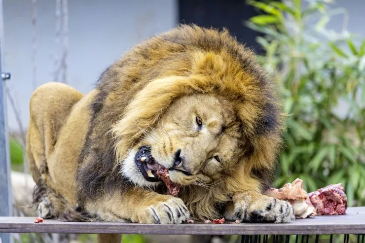Zooparkdakı şirlərə bütöv cəsədlər verildi - davranışları dəyişdi 