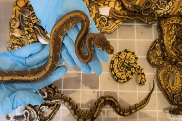 Gömrükdən 67 piton  keçirənlər saxlanıldı