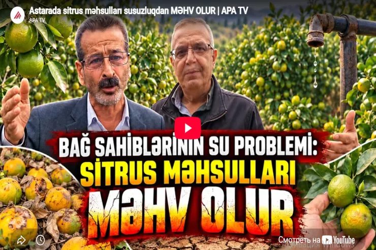 Astarada sitrus məhsulları susuzluqdan məhv olur-VİDEO 