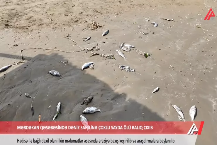 Mərdəkan sahilində balıqların kütləvi tələfatı – SƏBƏB 