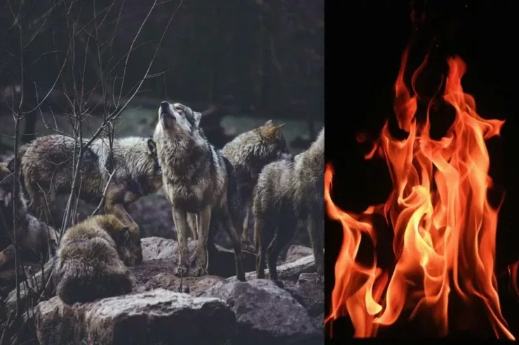 Canavarlar ov etmək üçün  meşə yanğınlarından   istifadə edirlər - Maraqlı  kəşf 