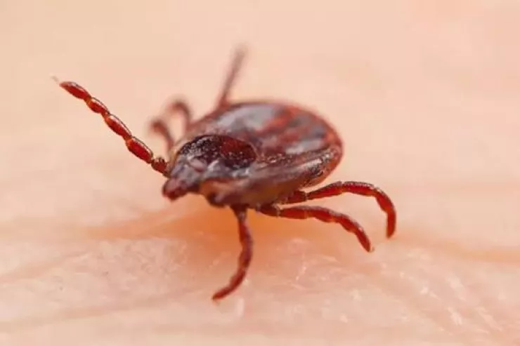 Yeni virus  yayıldı - Gənə  ilə keçir