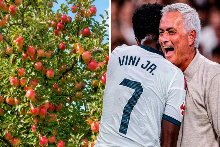 Mourinyo Vinisiusu meyvə verən ağacla  müqayisə etdi: "İnsanlar isə meyvəni istədikləri üçün daş atırlar" 