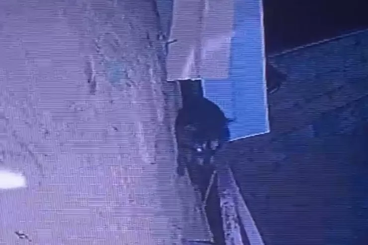 Lənkəranda evin damında yenot PEYDA OLDU:  sakinlər didərgin düşdü