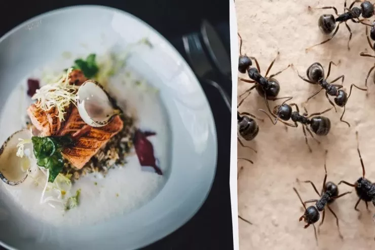 Qonaqlara yeməyin içərisində 49 min qarışqa yedirən  məşhur restoran cərimələndi  