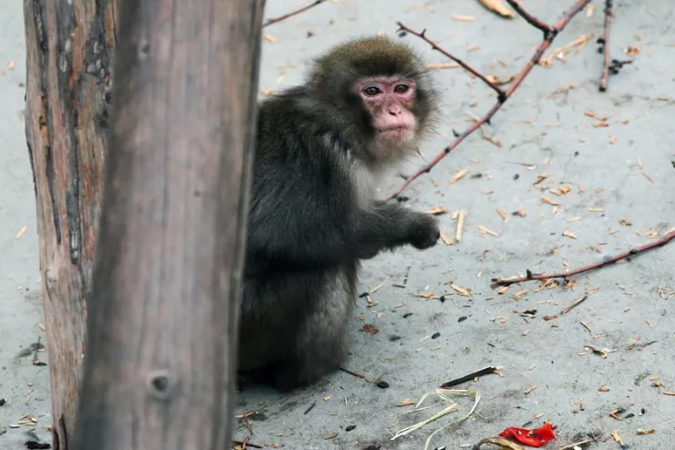 Meymun yazıçının arvadını öldürdü 