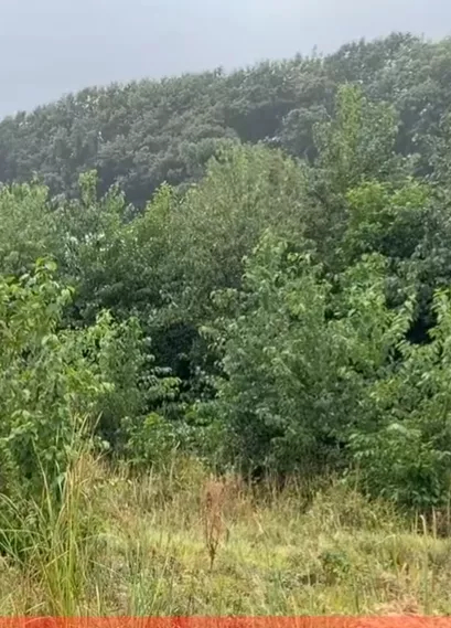 Lənkəranda dəniz çəkildi, yerində meşə yarandı