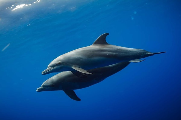 delfin